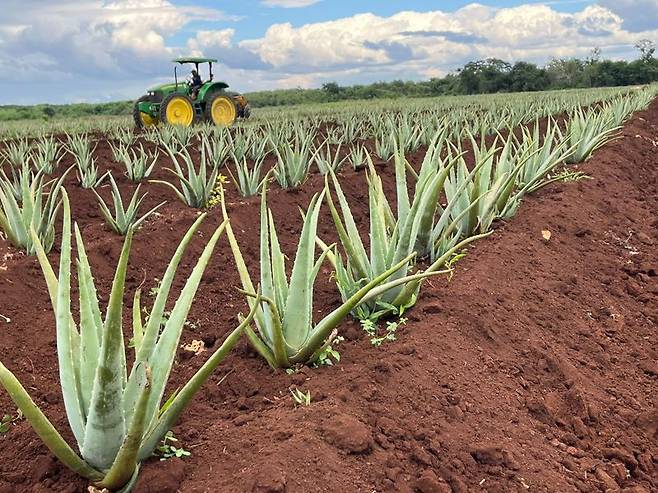 유니베라 세이바 알로에 농장. 유니베라 제공