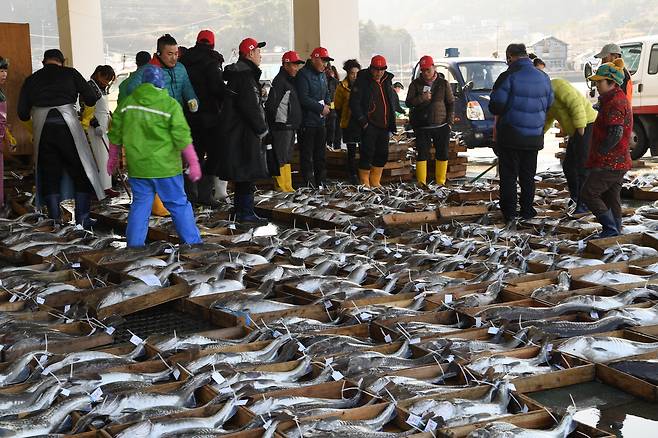 호망으로 잡은 대구를 경매하는 모습(거제 관포)