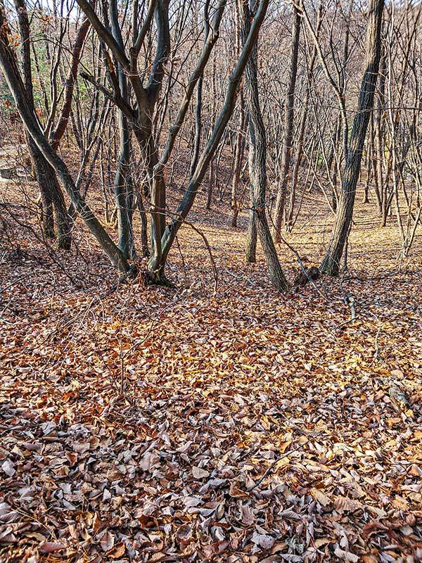 사패산은 잔설 없이 마른 낙엽만 가득했다.