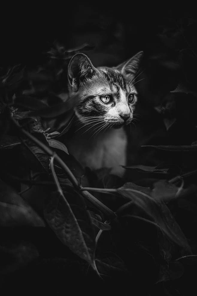 058f8919b7816bf37cf1dca511f11a39c9beca272e2f3021de46