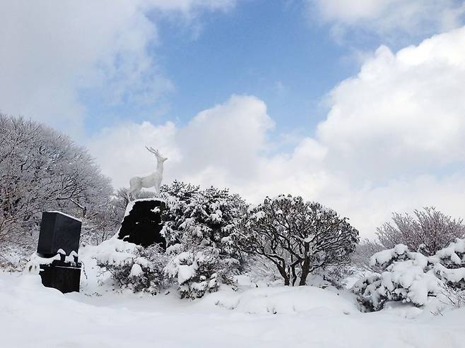 한라산 1100고지에 있는 사슴동상 / 제주관광공사 제공