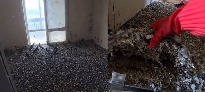 울산의 한 청소업체가 비둘기 떼가 바글바글 자리 잡고 있는 방을 공개해 화제다./사진=유튜브 채널 ‘생존’ 캡처