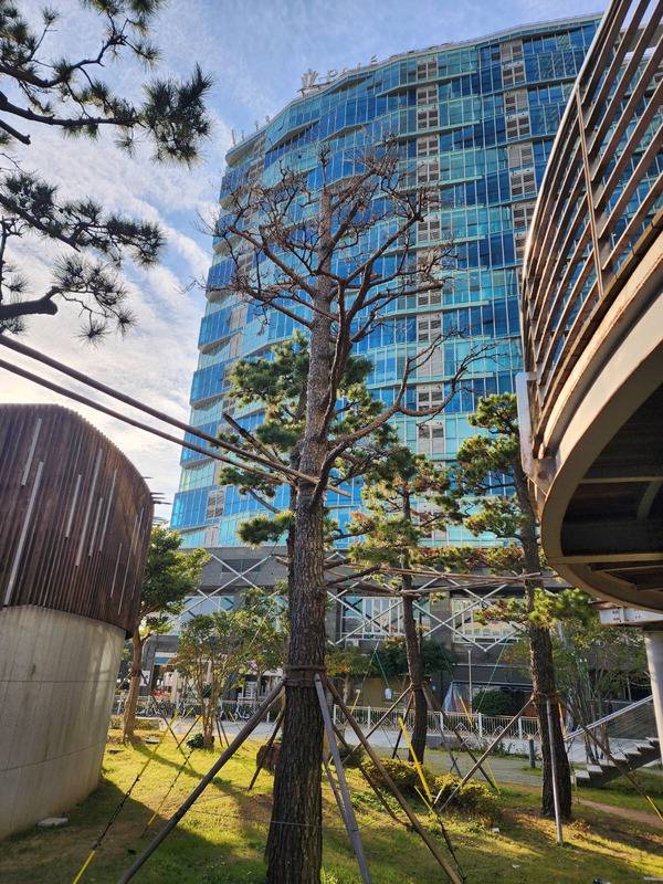 부산 해운대구 엘시티 일대 소공원에 심긴 나무가 말라 죽어 있다.  해운대구의회 제공