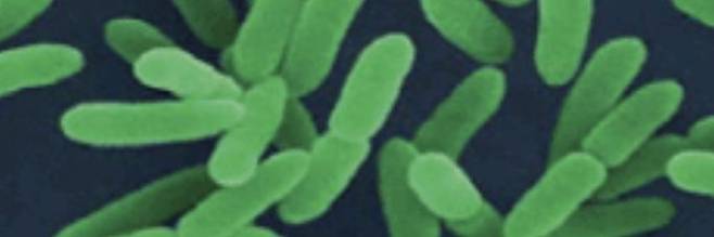 여시니아균. /사진=식약처