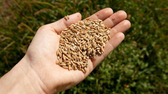 귀리는 섬유질과 단백질이 풍부하고 칼로리가 낮아 다이어트에 도움이 된다 | 출처: 클립아트코리아