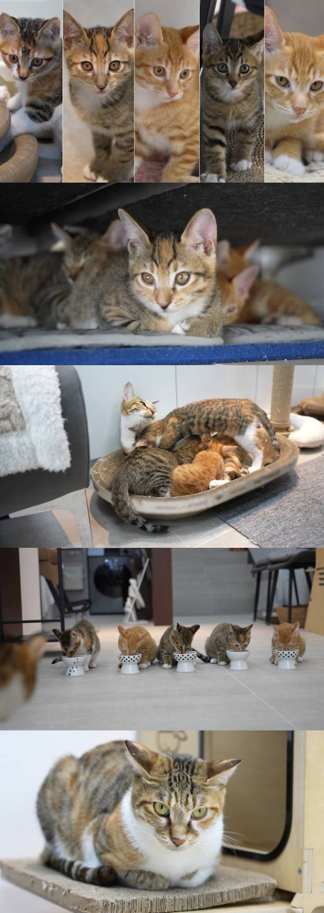 미용실 아깽이들의 독립 사연 (제공: SBS)