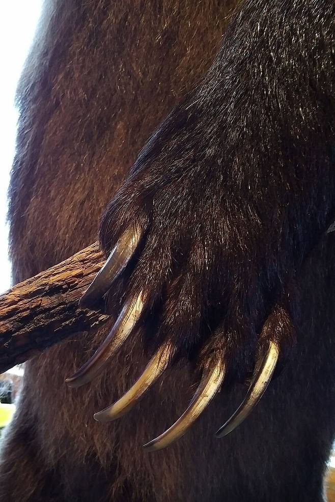 회색곰의 커다란 발과 기다랗고 날카로운 발톱. ‘불곰’이라 불리는 회색곰은 완벽한 육식동물로 북미에선 1년에 300여명이 회색곰에게 잡아먹힌다고 한다. 위키미디어 코먼스