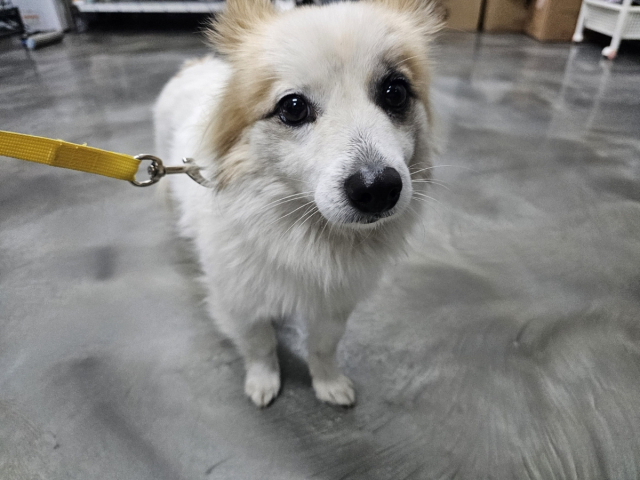 ▲ 구조된 푸딩이. 케어 인스타그램 캡처