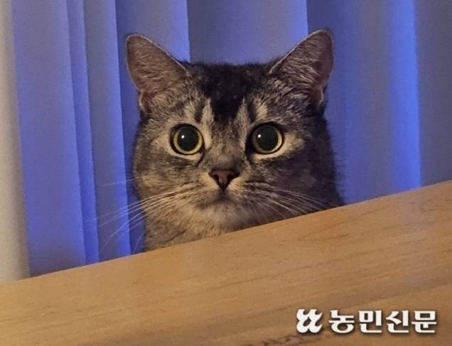 설 연휴가 다가오면 고향 방문이나 장기 여행으로 집을 비울 수 있어 반려동물을 키우는 가정의 걱정이 커진다.