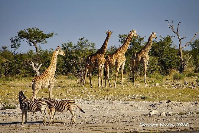 “자, 사바나 기린이집에 오신 걸 환영해요.” [사진출처=Heribert Bechen]
