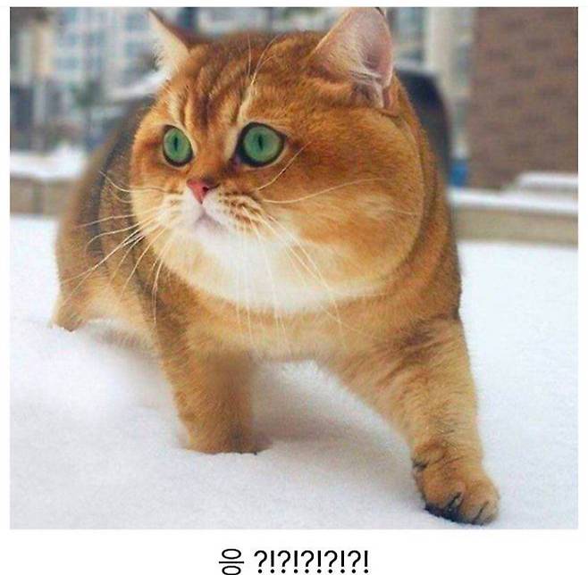 뒤태가 귀여운 시바눈나