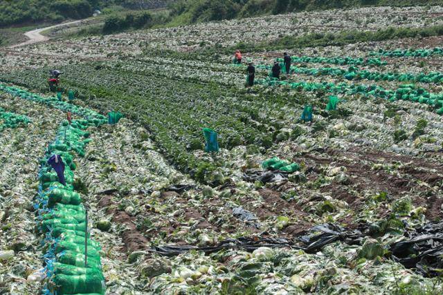 지난해 7월 3일 해발 600ｍ의 준고랭지인 강원 평창군 방림면 배추밭에서 외국인 근로자들이 30도를 웃도는 폭염 속에서 배추 출하 작업을 하고 있다. 연합뉴스