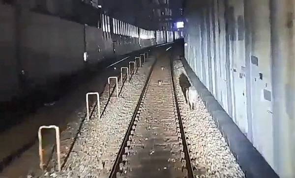 지난 12일 밤 부산 도시철도 1호선 구서역~두실역 선로에 출몰한 멧돼지. 부산교통공사 제공