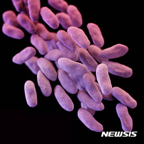 【CDC·AP/뉴시스】 미 질병통제예방센터(CDC)가 공개한 항생제 내성 장내 박테리아의 현미경 사진. 21일(현지시간) 열린 유엔총회의 건강 특위에서 세계 정상들은 앞으로 '느린 쓰나미'로 불릴 정도로 수많은 생명을 앗아갈 내성균을 막기 위해 항생제 사용자제와 국가적 대책을 촉구하는 결의안을 채택했다. 2016.09.22