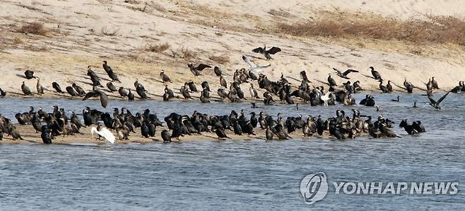 강릉 연곡천의 가마우지 무리 [연합뉴스 자료사진]