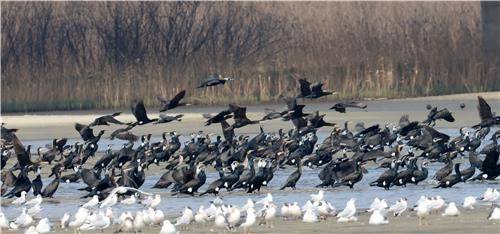 집단 사냥 나서는 가마우지 떼 [촬영 유형재]
