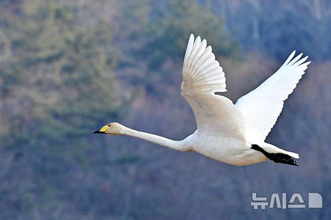 [남해=뉴시스] 차용현 기자 = 14일 오전 경남 하동군 소재 한 저수지에서 천연기념물 제201-1호 큰고니(백조)가 날아 오르고 있다. 2025.01.14. con@newsis.com