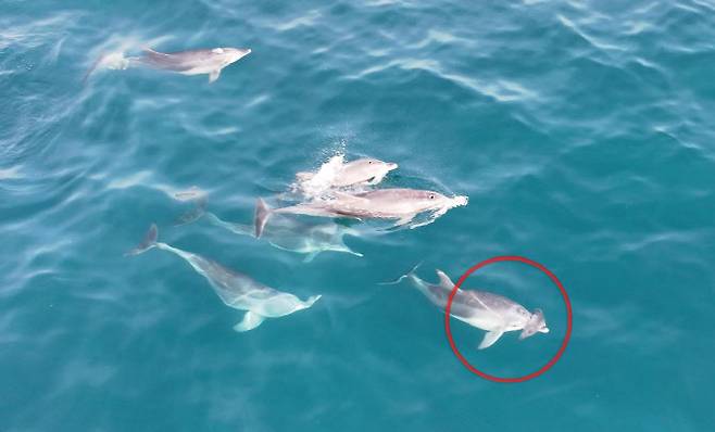 지난 14일 오전 제주 서귀포시 대정읍 무릉리 앞바다에서 어미 남방큰돌고래가 죽은 새끼를 주둥이에 걸친 채 헤엄치는 모습. (사진=다큐제주, 제주대학교 고래·해양생물보전연구센터)