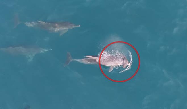 지난 14일 오전 제주 서귀포시 대정읍 무릉리 앞바다에서 어미 남방큰돌고래가 죽은 새끼를 주둥이에 걸친 채 헤엄치는 모습.  (사진=다큐제주, 제주대학교 고래·해양생물보전연구센터)