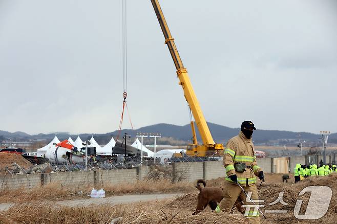 15일 오전 전남 무안국제공항 참사 현장에서 항공·철도사고 조사위원회 관계자들이 기체 잔해를 수습하는 가운데 소방관이 수색견과 인근을 둘러보고 있다. 2025.1.15/뉴스1 ⓒ News1 박지현 기자