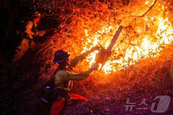 로스앤젤레스(LA) 카운티를 휩쓸고 있는 여러 건의 동시다발적인 화재 중 하나인 팰리세이즈 화재 현장에서 지난 12일 한 소방관이 불길을 진화하려 안감힘을 쓰고 있다. ⓒ 로이터=뉴스1 ⓒ News1 류정민 특파원