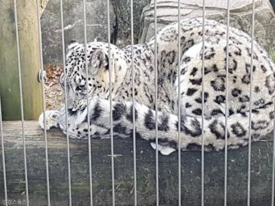 1000005877.jpg 눈표범이 꼬리를 앙~ 물고 있는 이유