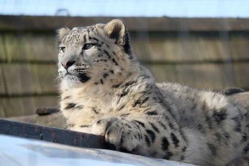 1000005878.jpg 눈표범이 꼬리를 앙~ 물고 있는 이유