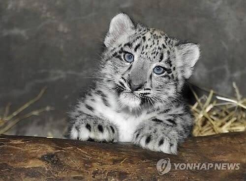 1000005879.jpg 눈표범이 꼬리를 앙~ 물고 있는 이유