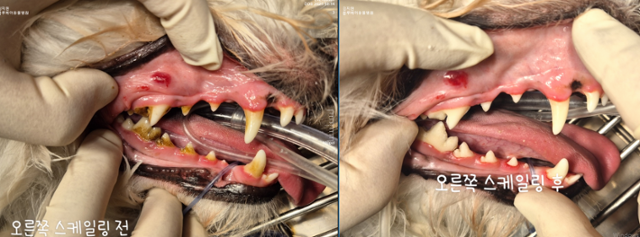 [자료 1] 스케일링 전후 사진. 신성우 수의사 제공