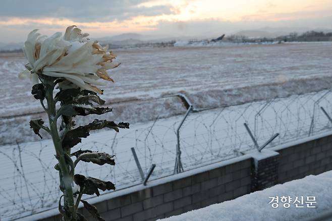 제주항공 여객기 참사 발생 12일째인 지난 9일 전남 무안군 무안국제공항 사고 현장 인근에 놓인 국화꽃에 눈이 쌓여있다. 정효진 기자