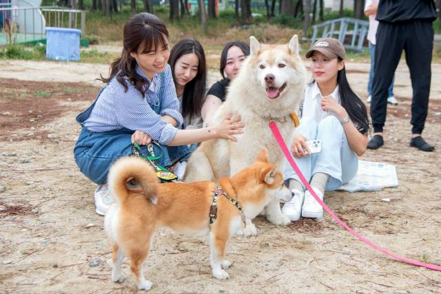 ▲ 고성 죽왕면 공현진 해변에서 열린 고성 반려문화 예술축제 모습.
