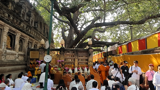 부처가 깨달음을 이룬 보리수 나무