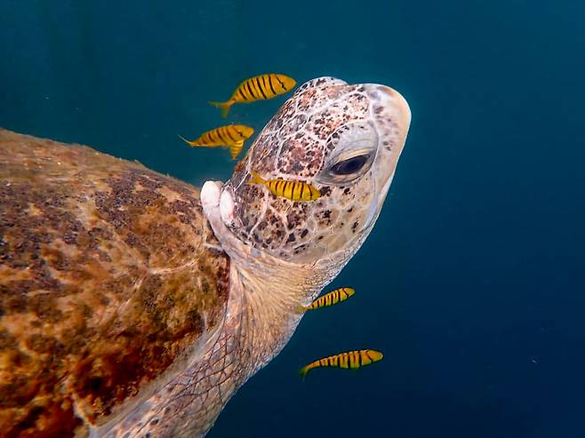 말레이시아 사바주 가야섬 바다거북과 물고기의 공생
