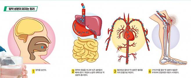알약 성분이 퍼지는 원리. 어린이과학동아 제공