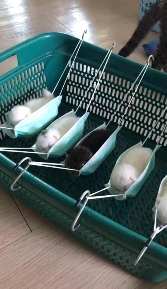 아기고양이 마스크 해먹