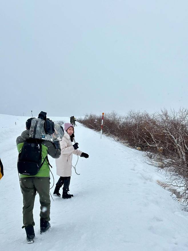 IMG_1025.jpeg 홋카이도 비에이 세븐스타 자작나무 벌목