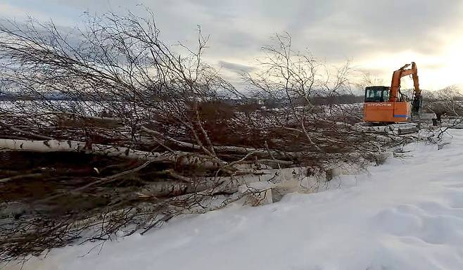 1000426899.jpg 홋카이도 비에이 패치워크로드 자작나무 벌목