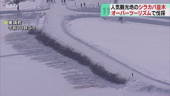 1000426900.jpg 홋카이도 비에이 패치워크로드 자작나무 벌목