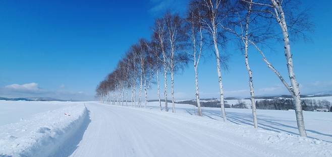 1000426896.jpg 홋카이도 비에이 패치워크로드 자작나무 벌목