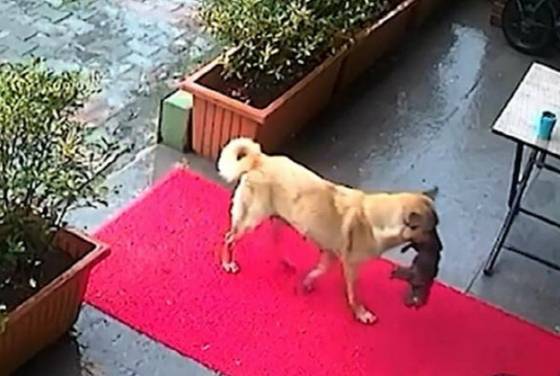 지난 13일(현지시간) 튀르키예 이스탄불 베이릭두의 한 동물병원에 아픈 새끼 강아지를 물고 찾아온 어미 개. 사진 AP통신 캡처