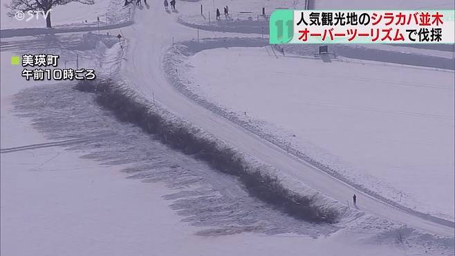 “누구를 향한 항의인가?” 잘라버린 자작나무를 서 있던 자리에 질서 있게 진열해 놓았다.[삿포로TV 뉴스캡쳐]