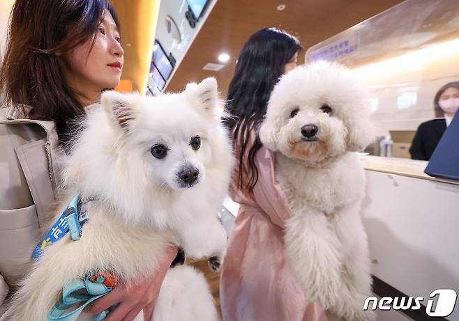 16일 오전 서울 김포공항 국내선 청사에서 탑승객이 반려견과 함께 ‘댕댕이 제주 전세기’ 탑승 수속을 하고 있다. 한국관광공사와 반려동물 여행플랫폼 ‘반려생활’, 소형항공사 ‘하이에어’가 출시한 반려동물 동반 전세기 상품은 김포와 제주를 왕복하는 2박3일 일정으로, 연말까지 월 1회씩 총 10회 운영한다. (공동취재) 2023.3.16/뉴스1 ⓒ News1 임세영 기자