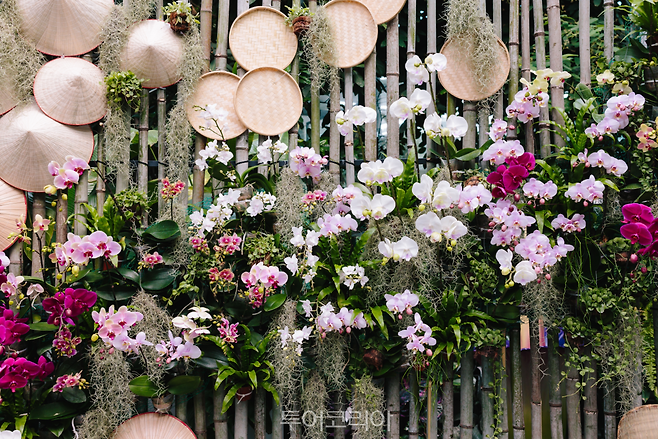 서울식물원 '오늘, 난' 열대 전시/사진-서울시