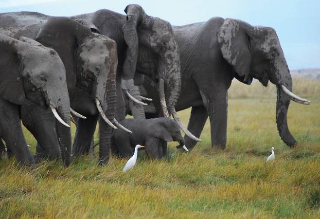 나이 듦에 따른 노쇠가 나타남에도 불구하고 코끼리 무리에서 나이 든 개체는 물이나 먹이를 찾거나 어린 개체를 돌보고 무리의 안정을 유지하는 데 큰 도움을 준다. 밀렵으로 이들이 사라져 젊은 개체와 새끼만 남으면 무리가 붕괴할 가능성이 커진다. Phyllis C. Lee, Amboseli Trust for Elephants 제공