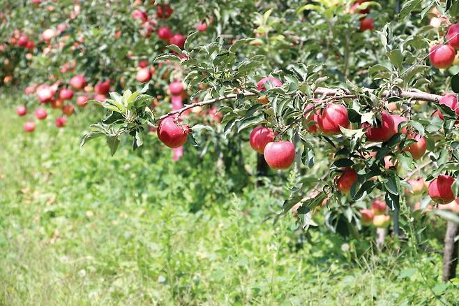 인제 사과 [인제군 제공. 재판매 및 DB 금지]