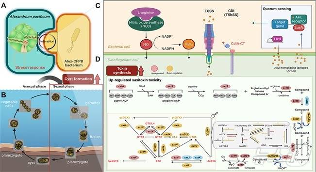 미세조류-박테리아 상호작용을 통한 독소 생성 기전 모식도.(KRIBB 제공)/뉴스1