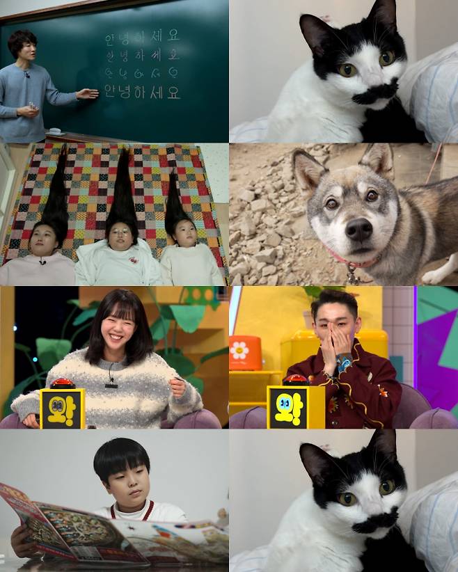 오늘(23일) 방송되는 SBS ‘와! 진짜? 세상에 이런일이’에는 대세 MZ 스타 배우 지예은이 게스트로 출연해 눈길을 끈다. 현재 연기와 예능 모두에서 활약 중인 지예은은 MZ 스타일의 짧고 간결한 인사로 “지예은 입니다”라고 자신을 소개하며, 전현무는 그녀의 생소한 인사에 당황한 반응을 보인다. 녹화 내내 엉뚱한 모습으로 도핑 테스트 의혹을 불러일으킬 정도로 활약을 예고한다. 이날 방송에서는 다양한 특이한 동물들의 영상이 소개된다. 팔자 눈썹을 가진 고양이 토리, 프레디 머큐리처럼 보이는 고양이 등 매력적인 반려동물들의 모습에 지예은은 자신을 강아지상이라고 언급해 웃음을 자아낸다. 이어 소개되는 이야기에서는 자매와 엄마가 314cm에 달하는 긴 머리카락을 기르고 있으며, 긴 머리카락을 기부하려는 사연이 공개된다. 또한, 8세의 부동산 영재 지후가 등장해 자신의 방을 부동산 자료들로 가득 채우고, 능숙한 부동산 상담으로 출연자들을 놀라게 한다. 마지막으로 ‘광기 시리즈’에서는 현대판 한석봉이라 불리는 초등학교 교사의 놀라운 판서 솜씨가 소개된다. 이 교사는 정교한 판서로 학생들의 집중력과 성적 향상에 큰 영향을 미친다고 한다. 오늘 밤 9시에 방송될 SBS ‘와! 진짜?’에서 이 모든 이야기를 확인할 수 있다.