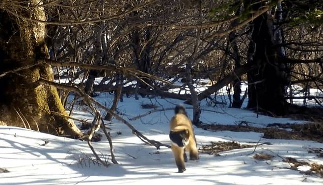 지리산 눈밭을 뛰어다니는 담비./국립공원단