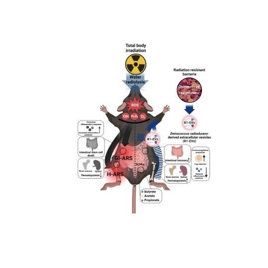 한국원자력연구원은 방사선 저항성 미생물에서 분리한 엑소좀이 방사선 방호 효능에 뛰어난 것을 실험동물을 통해 규명했다. 원자력연 제공