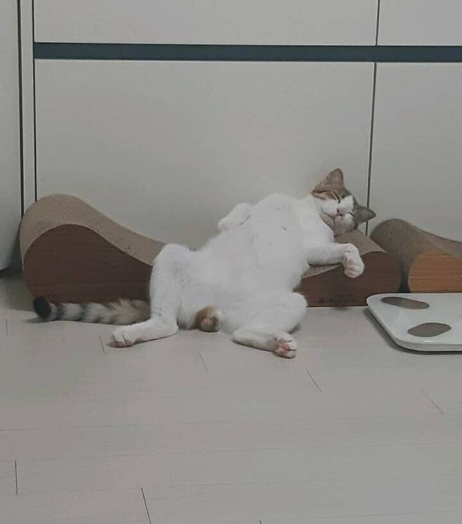 고양이 스크레쳐 구매후기.jpg